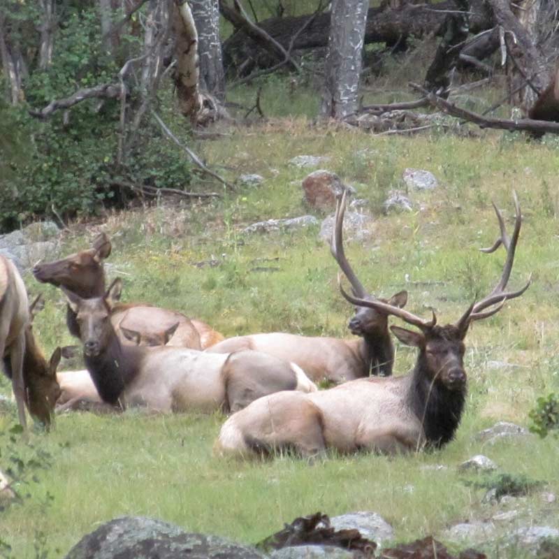 a herd of elk taking rest in an open clearing